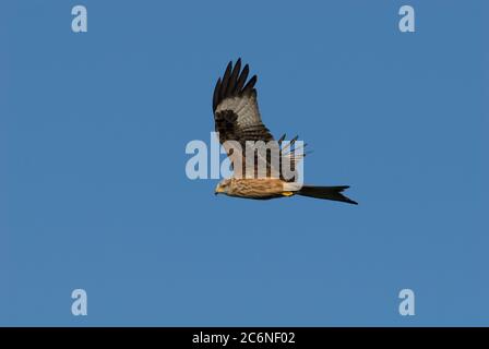 Red Kite, Milvus milvus, im Flug auf der Gigrin Farm, Wales, Oktober. Stockfoto