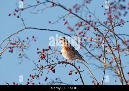 Rotflügel, Turdus iliacus, thront in Weißdornhecke, Beeren, Norfolk, Winter Stockfoto