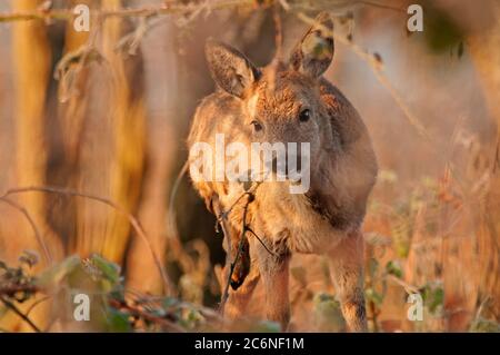 Rehe, Capreolus capreolus, Jungtier in Heckenbude, Norfolk, Januar, Winter Stockfoto