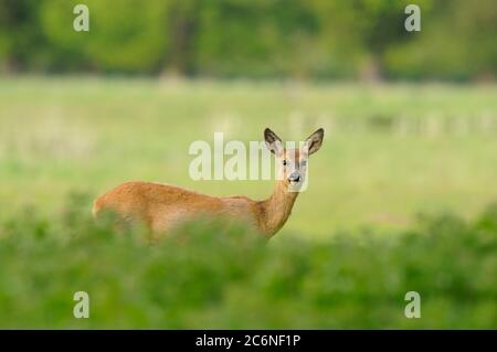 Rehe, Capreolus capreolus, weiblich, Rehe, im Feld, Norfolk, Mai, Frühling Stockfoto