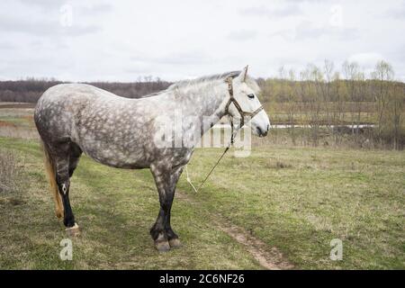 Weiße schöne Pferd grast auf dem Feld. Weißes Pferd auf grünem Gras Stockfoto