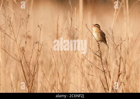 Sedge-Waldsänger, Acrocephalus schoenobaenus, Gesang thront im reedbed, Mai, Norfolk Stockfoto