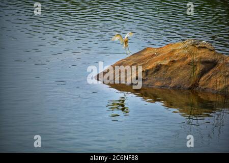 Ein weißer Vogel, der auf einem Felsen in einem See mit blauem Wasser landet Stockfoto