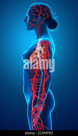 3d-Darstellung medizinisch genauer Darstellung weiblicher Arterien Stockfoto