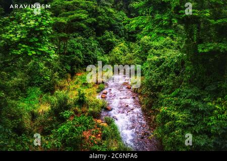 Wasser fließt durch einen natürlichen Kanal zwischen Bäumen und Pflanzen Stockfoto