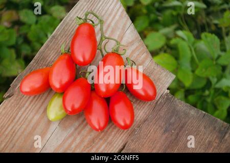 Tomaten Früchte im Wachstum auf Feldern. Frische Tomaten auf einem Holztisch.Tomaten wachsen im Freien Schuss. Stockfoto