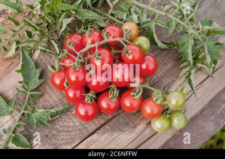 Kirschtomaten auf altem Holztisch. Kirschtomaten auf der Rebe Stockfoto