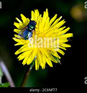 Eine gewöhnliche grüne Flaschenfliege (Lucilia sericata) auf einer borstigen Oxzungenblüte, Warwickshire, Großbritannien Stockfoto