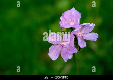 Moschus Malve Flowers (Malva moschata), Warwickshire, Großbritannien Stockfoto