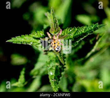 Ein Harlekin Marienkäfer (Harmonia axyridis) auf einer Brennnesselpflanze (Urtica dioica), Warwickshire, Großbritannien Stockfoto