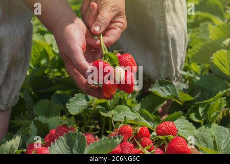 Die Bauernarbeiterin erntet rote Erdbeere im Garten. Ältere Frau mit frisch geernteten Erdbeeren Stockfoto