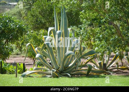 Agave Agave americana marginata, Agave americana marginata Agave Stockfoto