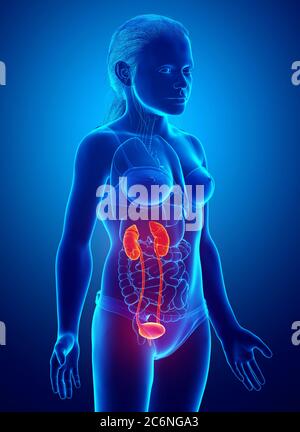 3d gerendert, medizinisch genaue Darstellung des jungen Mädchens hervorgehoben Nieren und Harnwege Stockfoto