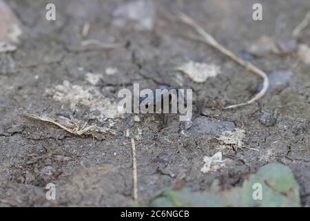 Nahaufnahme eines Baby Frogs, der auf etwas Erde steht. Stockfoto