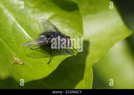 Nahaufnahme Blaue Fliege, blaue Flaschenfliege Calliphora vicina, Familienfliege (Calliphoridae) auf einem jungen Efeublatt in einem niederländischen Garten. Frühling Niederlande Stockfoto