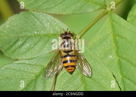 Weibliche Schwebfliege Epistrophe melanostoma der Familie Syrphidae auf dem Eschenblatt (Fraxinus excelsior). Frühling, Bergen, Niederlande April Stockfoto