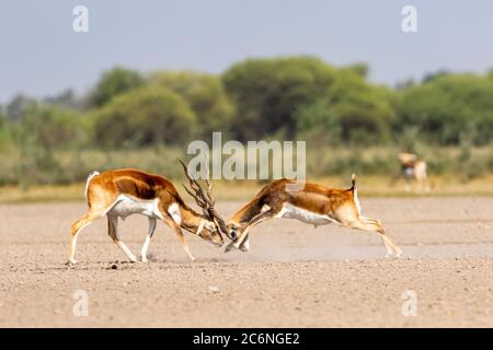 Zwei männliche Schwarzbuck kämpfen in einem offenen Feld Antilope kämpfen mit voller Kraft aus langen Hörnern in grünem Hintergrund und landschaftlich reizvolle Landschaft mit Skyline Stockfoto