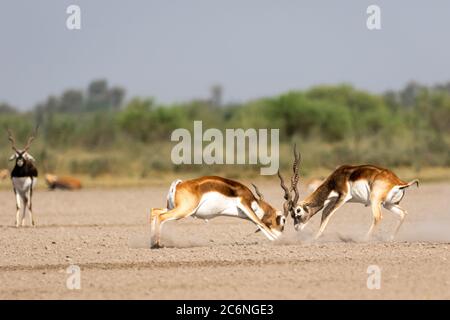 Zwei männliche Schwarzbuck kämpfen in einem offenen Feld Antilope kämpfen mit voller Kraft aus langen Hörnern in grünem Hintergrund und landschaftlich reizvolle Landschaft mit Skyline Stockfoto