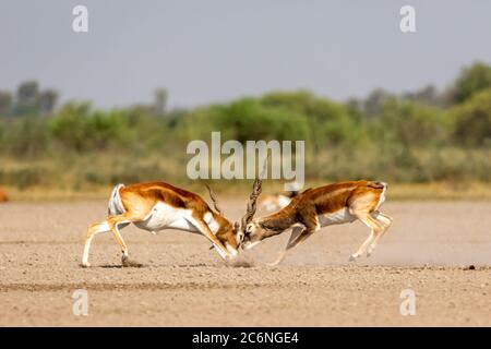 Zwei männliche Schwarzbuck kämpfen in einem offenen Feld Antilope kämpfen mit voller Kraft aus langen Hörnern in grünem Hintergrund und landschaftlich reizvolle Landschaft mit Skyline Stockfoto