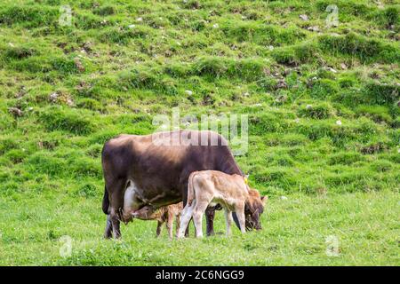 Neuborn Kälberstillmilch von einer Mutterkuh auf einer grünen Wiese Stockfoto