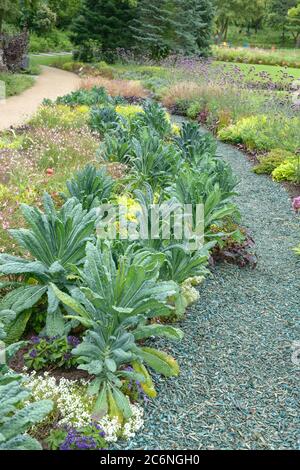 Toskanischer Palmkohl Brassica oleracea Nero di Toscana, Toskana Palm Brassica oleracea Nero di Toscana Stockfoto