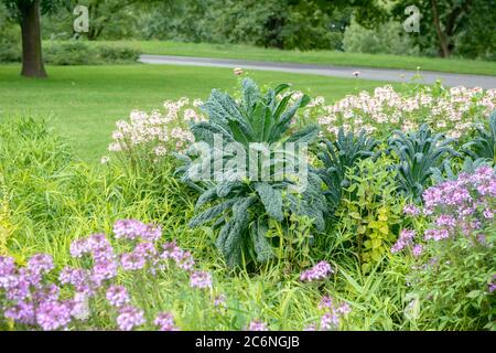 Toskanischer Palmkohl Brassica oleracea Nero di Toscana, Toskana Palm Brassica oleracea Nero di Toscana Stockfoto