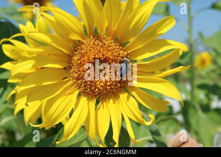 Nahaufnahme einer wunderschönen Sonnenblume mit einer kleinen Biene sammeln Nektar Stockfoto