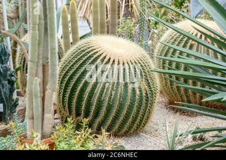 Goldkugel-Kaktus Echinocactus grusonii, Gold Globe Cactus Echinocactus grusonii Stockfoto