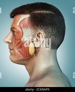 3d-Rendering medizinische Illustration der männlichen Kopf Anatomie für den Unterricht Stockfoto