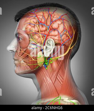 3d-Rendering medizinische Illustration der männlichen Kopf Anatomie für den Unterricht Stockfoto