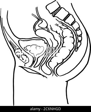 Konturvektor Umriss Zeichnung des menschlichen Darms Organ. Medizinische Design editierbare Vorlage Stock Vektor