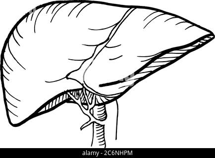 Konturvektor Umriss Zeichnung des menschlichen Leberorgans. Medizinische Design editierbare Vorlage Stock Vektor