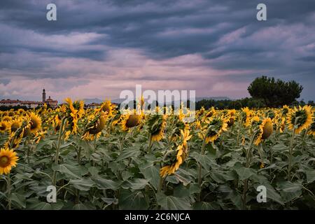 Regenwolken über einem Sonnenblumenfeld in der Mailänder Landschaft, Vimercate, Lomabrdy, Italien Stockfoto