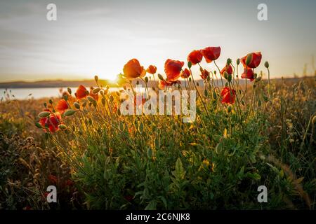 Rote Mohnblumen mit Sonnenuntergang über Mönchgut auf der ostseeinsel Rügen Stockfoto