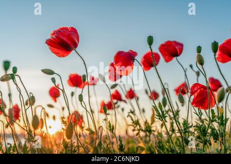 Rote Mohnblumen mit Sonnenuntergang über Mönchgut auf der ostseeinsel Rügen Stockfoto