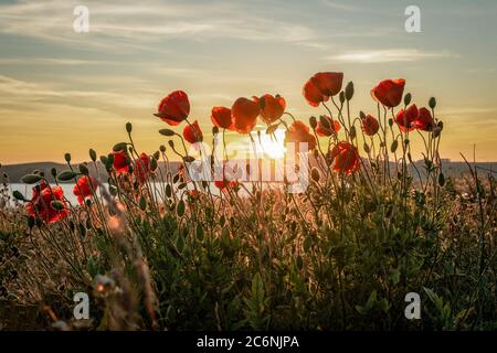 Rote Mohnblumen mit Sonnenuntergang über Mönchgut auf der ostseeinsel Rügen Stockfoto