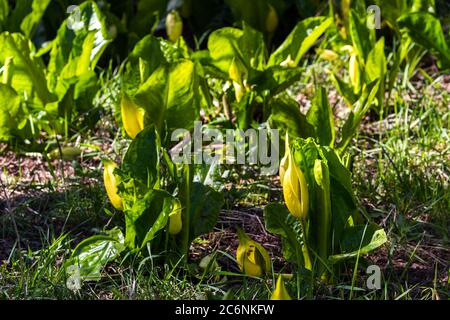 Skunk-Kohl wächst in den sumpfigen Feuchtgebieten an der südlichen Küste von Oregon Stockfoto