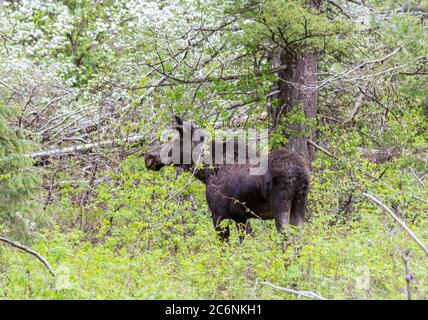 Junge Elche im Wald, Grand Tetons National Park, USA Stockfoto