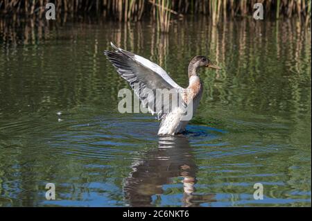 Juvenile hybride Stockente flatternde Flügel Stockfoto