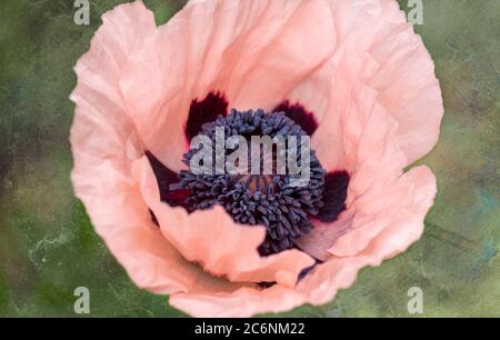 Ein einzelner rosa Mohn zeigt seine dunkle Mitte, die fast schwarz ist Stockfoto