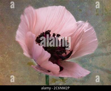 Ein einzelner rosa Mohn zeigt seine dunkle Mitte, die fast schwarz ist Stockfoto