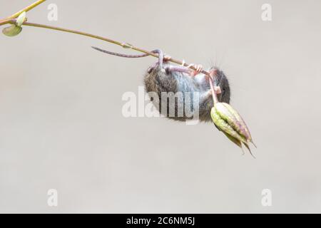 Killearn, Stirlingshire, Schottland, Großbritannien. Juli 2020. UK Wetter - eine kleine Holzmaus klettert durch Pflanzen in einem Vorgarten für Tiere an einem bewölkten Tag mit sonnigen Abständen gepflanzt. Die Holzmaus beißt durch den Stiel, um einen verbleibenden Sämkopf auf einer Aquilegia-Pflanze zu sammeln Kredit: Kay Roxby/Alamy Live News Stockfoto