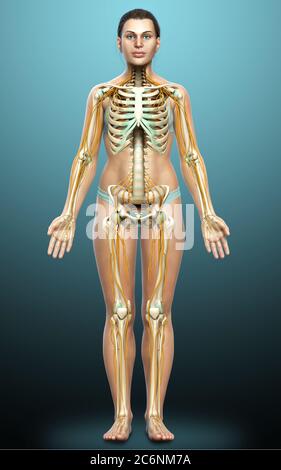 3d-Darstellung medizinisch akkurate Darstellung eines weiblichen Nervensystems und Skelettsystem Stockfoto