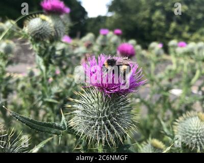 Hummel, die Nektar aus einer Distel (Onopordum acanthium), West Lothian, Schottland, sammelt. Stockfoto