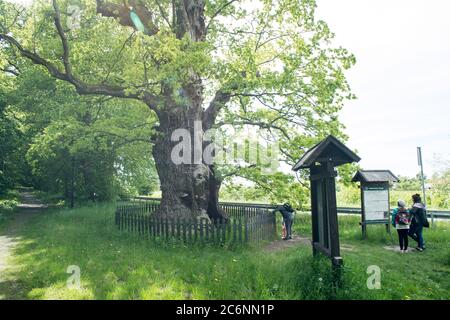 700 Jahre alte Bazynski Eiche Naturdenkmal Eiche Baum in Kadyny, Polen. 30. Mai 2020 © Wojciech Strozyk / Alamy Stock Photo Stockfoto