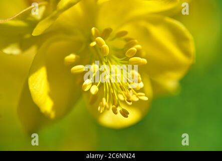 Gelbe Columbine-Aufnahme. Botanischer Garten Oslo, Norwegen. Aquilegia flavescens. Stockfoto