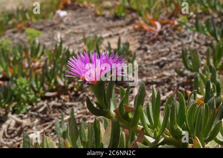 Rosa Blume von Carpobrotus modestus, selektiver Fokus Stockfoto
