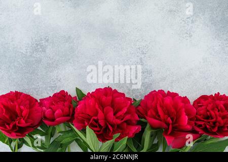 Rahmen mit roten Pfingstrosen Blumen auf grauem Hintergrund. Flach liegend, Draufsicht Stockfoto