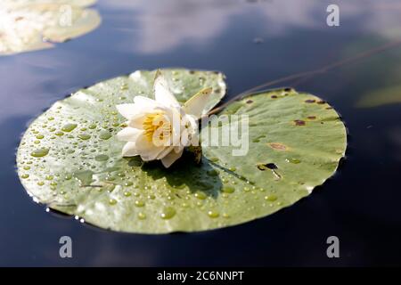 Duftende Wasserlilie (Nymphaea Odorata) Blume im Skadar See Nationalpark, Montenegro Stockfoto