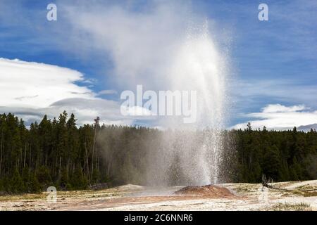 Pink Cone Geysir bei Eruption, Lower Basin, Yellowstone National Park, USA Stockfoto